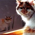 cats.jpg